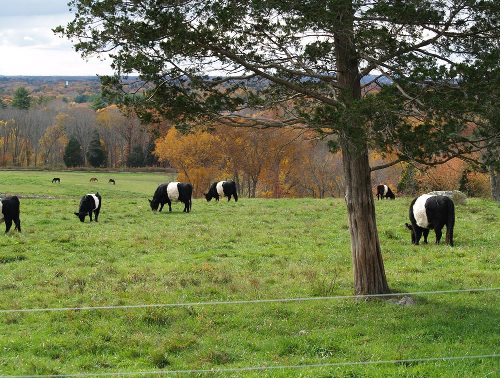 Belted Galloway cows in the pasture 8